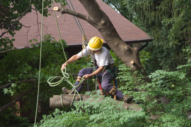 Best Fruit Tree Pruning  in USA